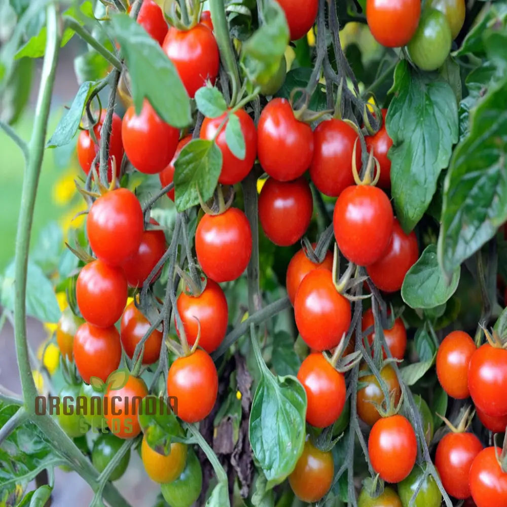 Cherry Tomato Vegetable Seeds - Sweet, Juicy Tomatoes for Your Home Garden