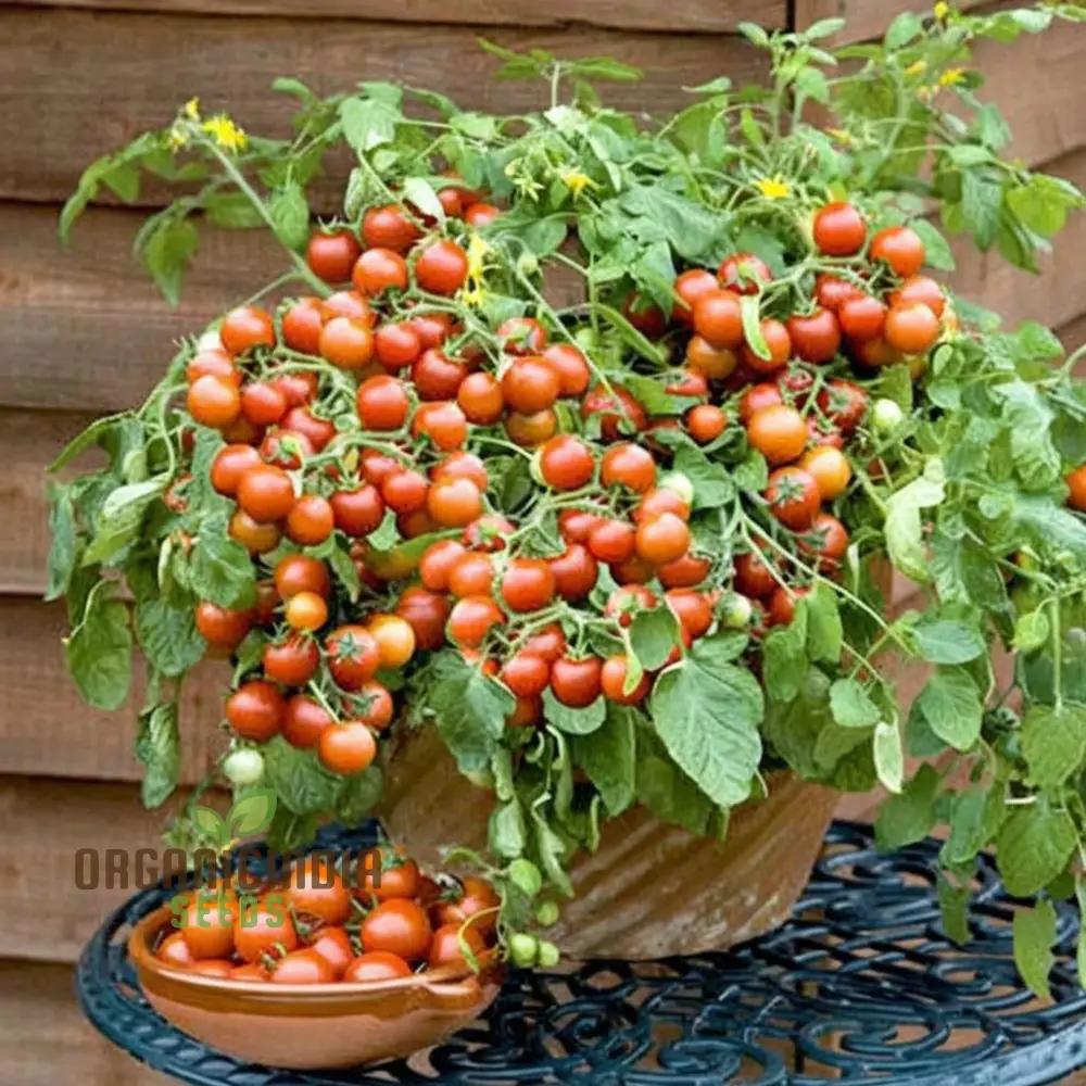 Cherry Tomato Vegetable Seeds - Sweet, Juicy Tomatoes for Your Home Garden - Image 3