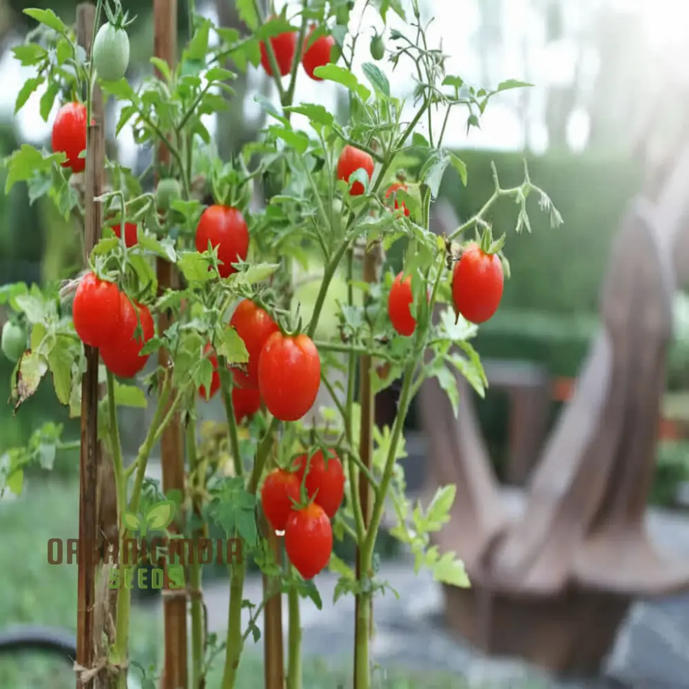 Cherry Tomato Vegetable Seeds - Sweet, Juicy Tomatoes for Your Home Garden - Image 4