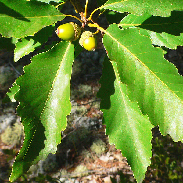 Chestnut Oak Acorn Seeds – Quercus prinus White Oak for Long-Lived Shade Trees