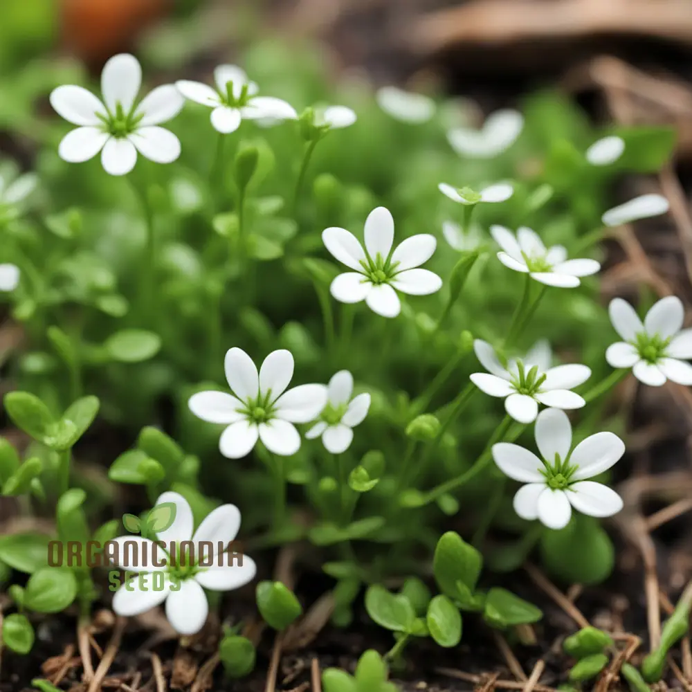 Chickweed Flower Seeds for Planting,Green Blooms and Versatile Beauty - Image 3