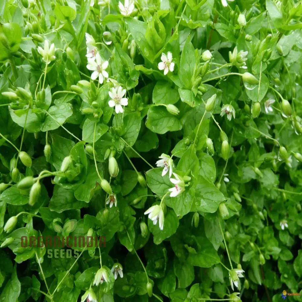 Chickweed Flower Seeds for Planting,Green Blooms and Versatile Beauty - Image 4