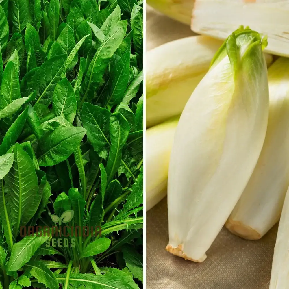 Chicory Brussels Witloof Seeds for Home Gardening - Heirloom Non-GMO Seeds with Bitterness for Culinary Use