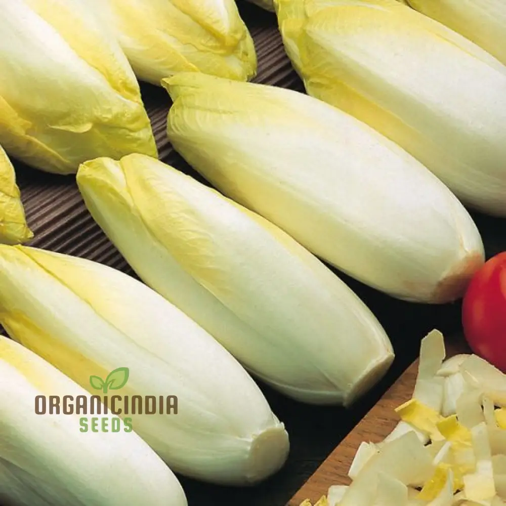 Chicory Brussels Witloof Seeds for Home Gardening - Heirloom Non-GMO Seeds with Bitterness for Culinary Use - Image 3