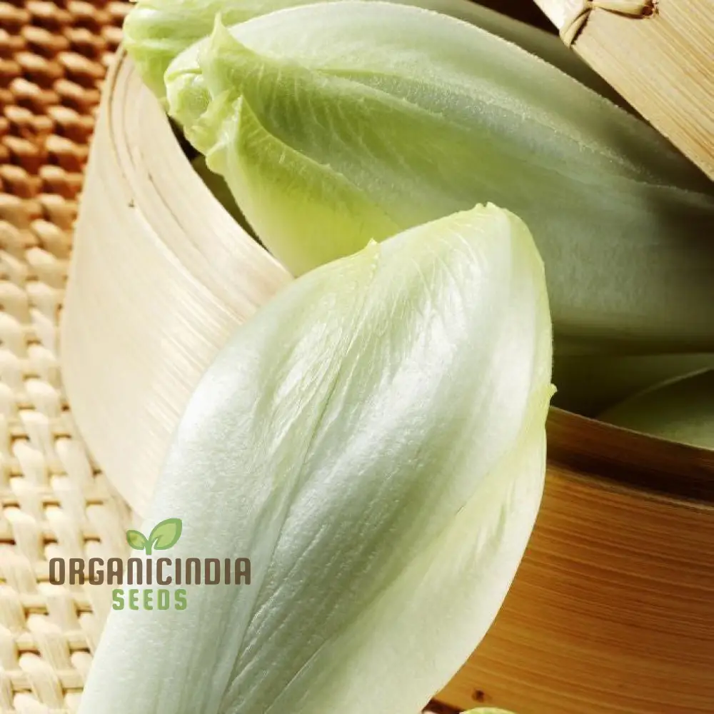 Chicory Brussels Witloof Seeds for Home Gardening - Heirloom Non-GMO Seeds with Bitterness for Culinary Use - Image 4