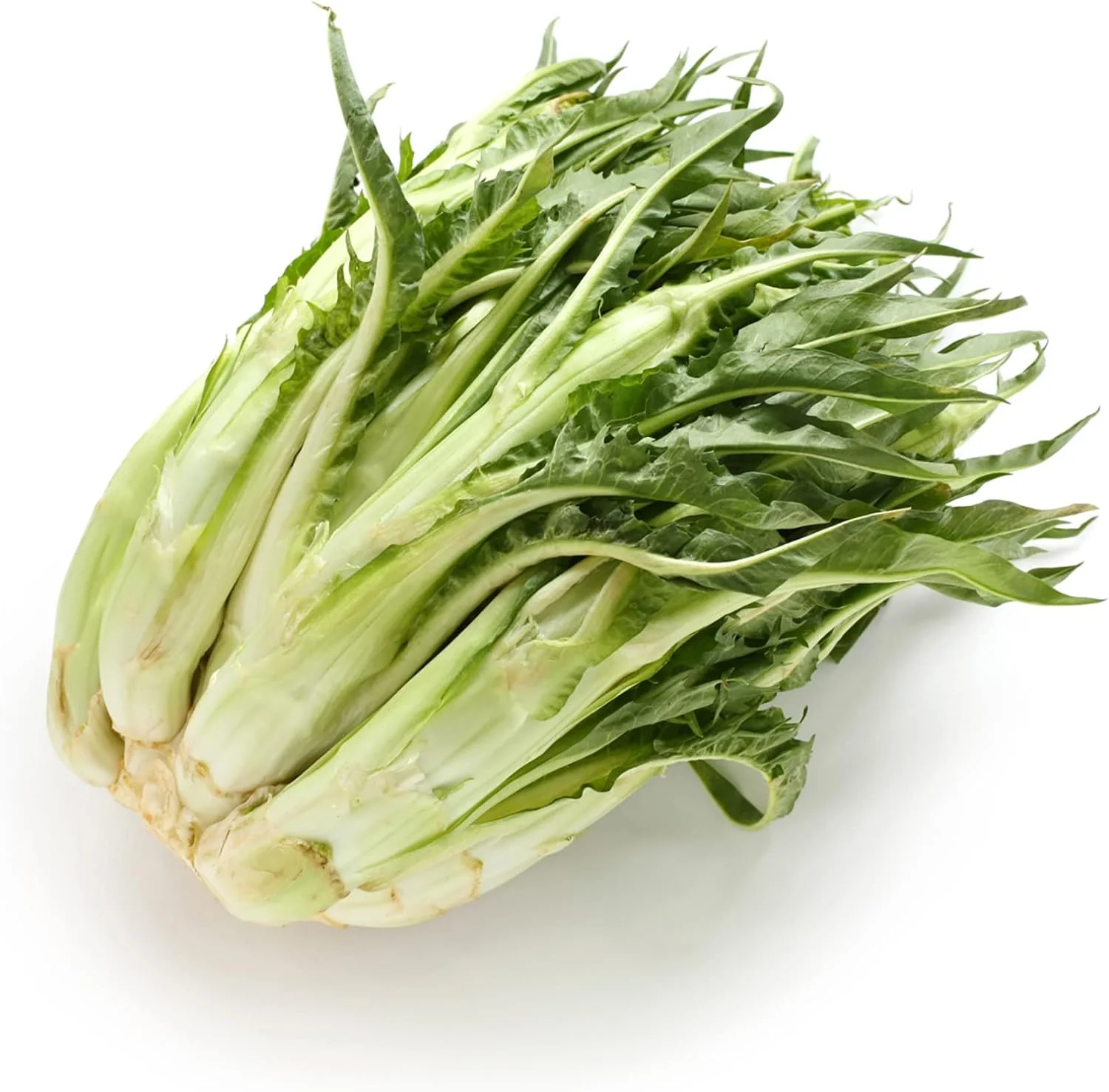 Chicory Catalogna Seeds, Puntarelle, Hardy And GMO-Free for Garden And Outdoor