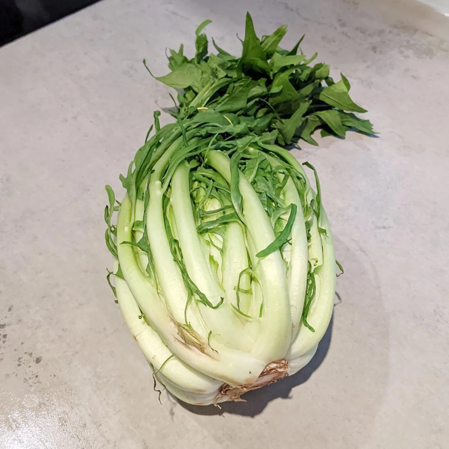 Chicory Catalogna Seeds, Puntarelle, Hardy And GMO-Free for Garden And Outdoor - Image 3