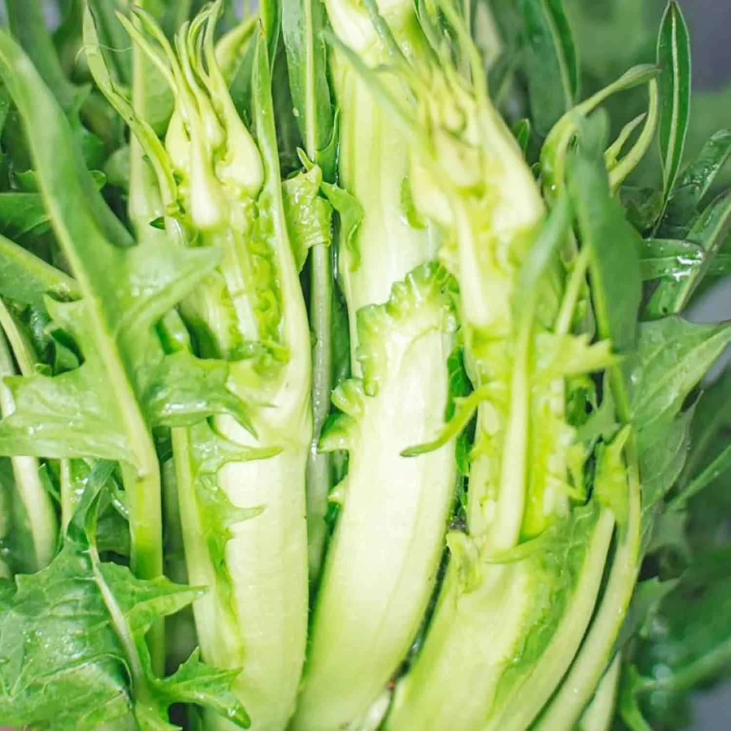Chicory Catalogna Seeds, Puntarelle, Hardy And GMO-Free for Garden And Outdoor - Image 4