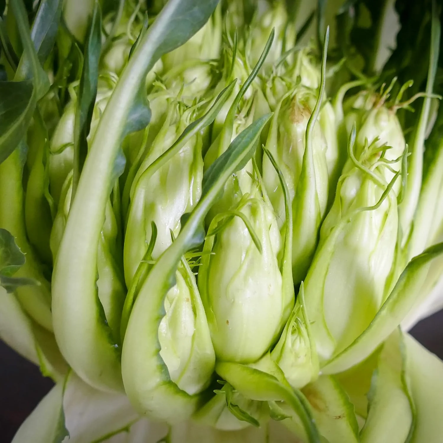 Chicory Catalogna Seeds, Puntarelle, Hardy And GMO-Free for Garden And Outdoor - Image 5