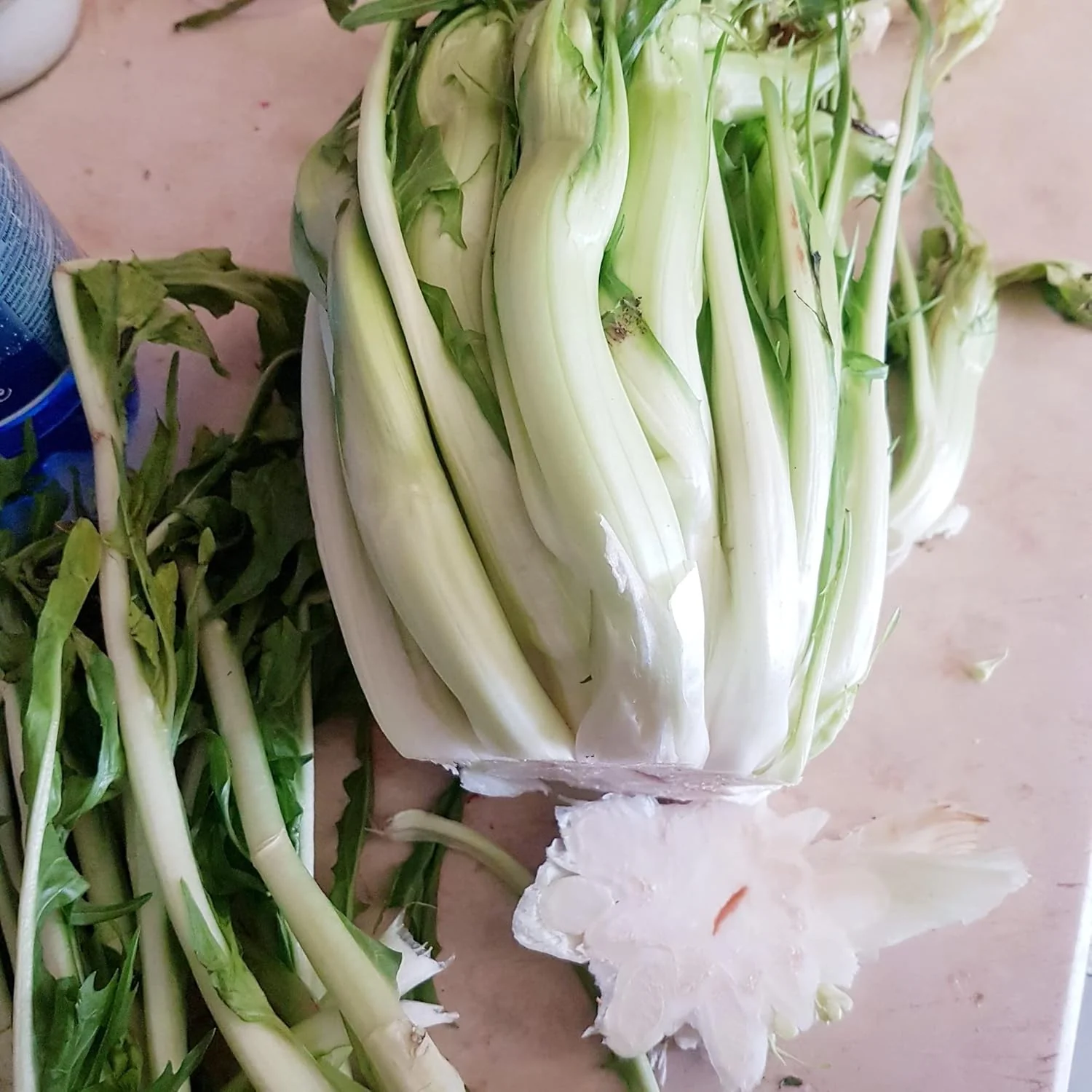 Chicory Catalogna Seeds, Puntarelle, Hardy And GMO-Free for Garden And Outdoor - Image 6