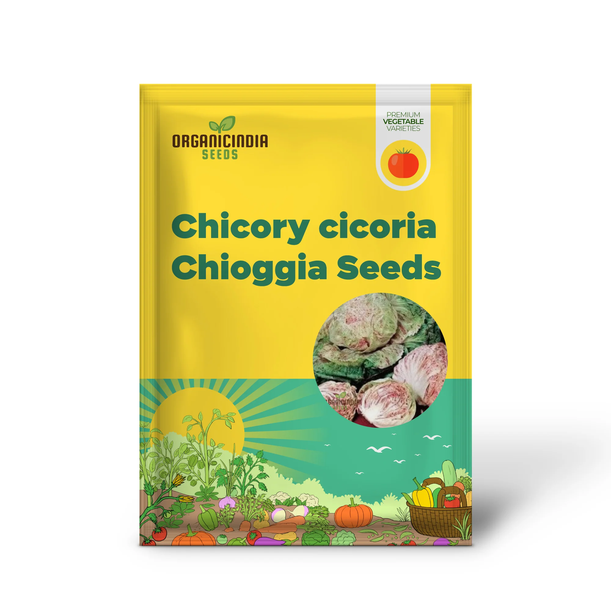 CHICORY CICORIA DE CHIOGGIA Seeds for Gardening - Premium Quality Heirloom Variety - Image 2