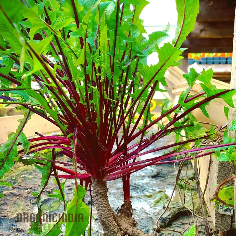 Chicory Italiko Rosso (Red Dandelion) Seeds For Planting, Grow Vibrant Red Chicory in Your Garden