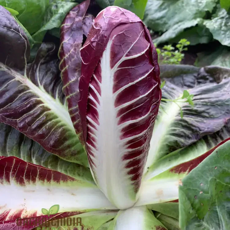 CHICORY ROSSA DI TREVISO Seeds for Planting Premium Quality Seeds for Your Garden