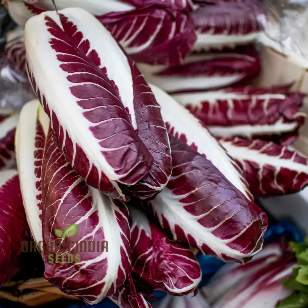 CHICORY ROSSA DI TREVISO Seeds for Planting Premium Quality Seeds for Your Garden - Image 3