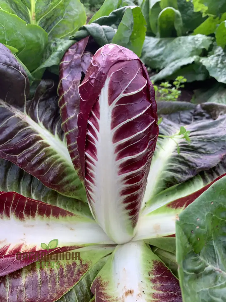 CHICORY ROSSA DI TREVISO Seeds for Planting Premium Quality Seeds for Your Garden - Image 4