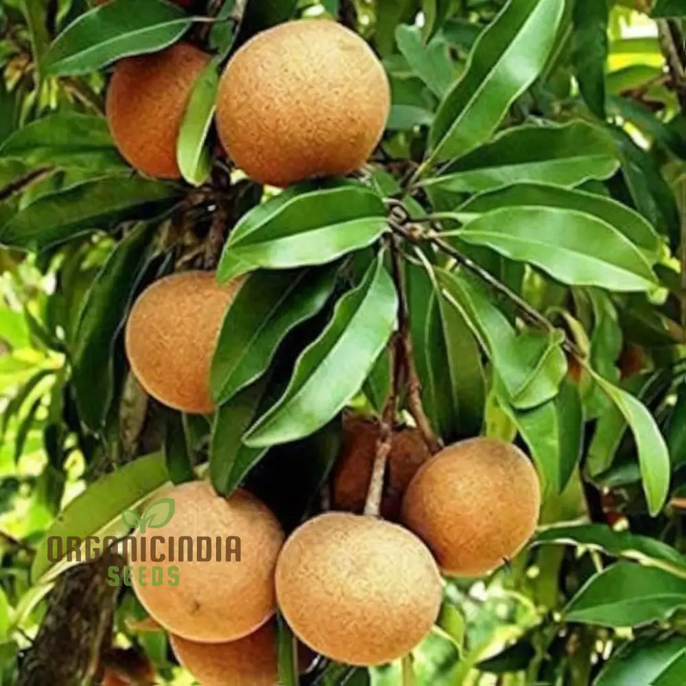 Chiku Fruit Seeds for Gardening Enthusiasts Ideal for Lush, Productive Gardens