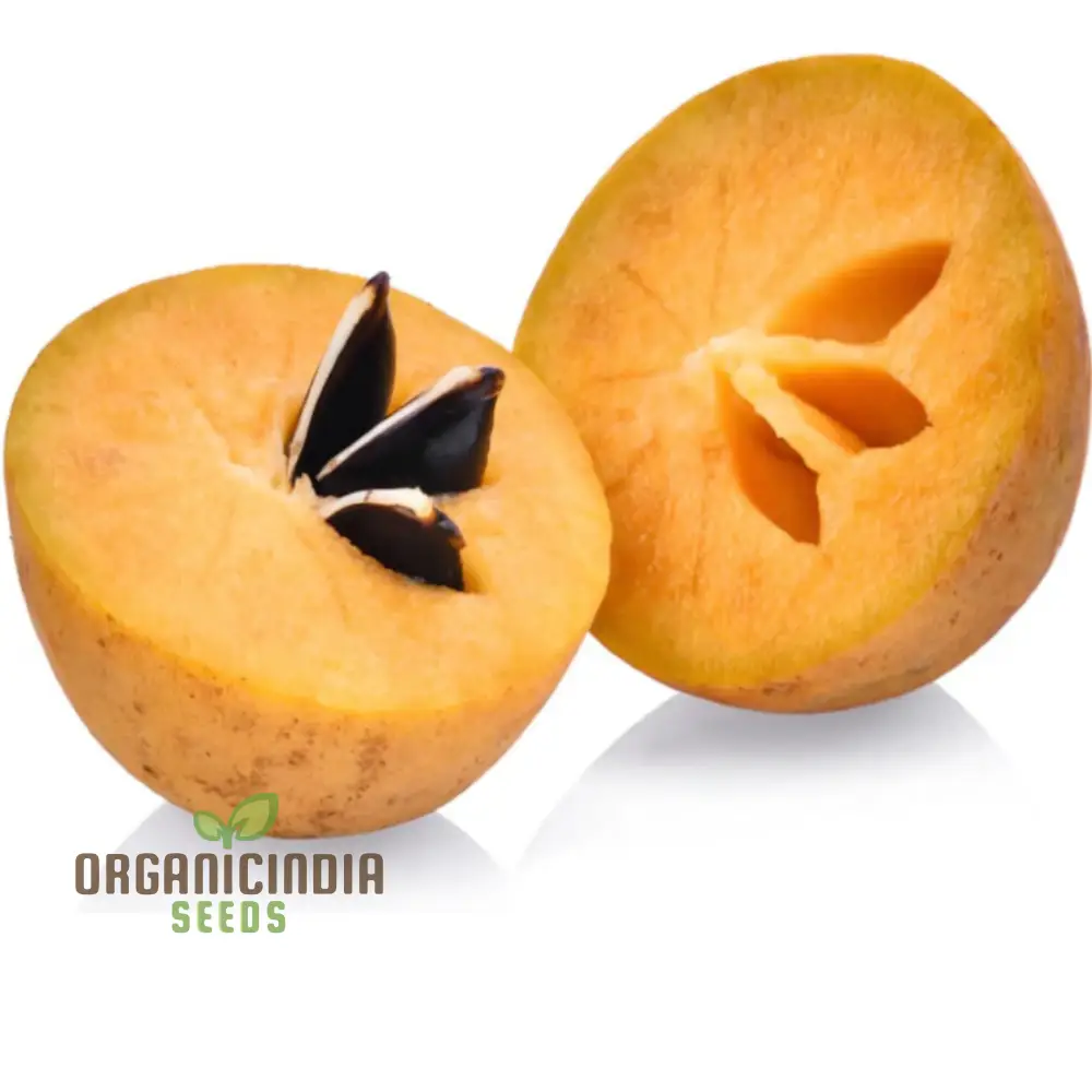 Chiku Fruit Seeds for Gardening Enthusiasts Ideal for Lush, Productive Gardens - Image 3