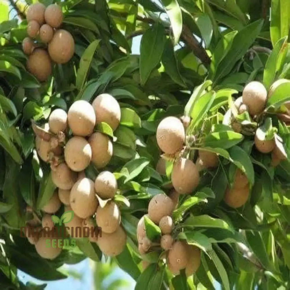 Chiku Fruit Seeds for Gardening Enthusiasts Ideal for Lush, Productive Gardens - Image 4