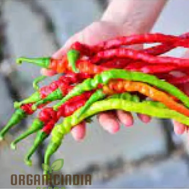 Chilli - Bangalore Whippet's Tail Seeds for Planting and Gardening
