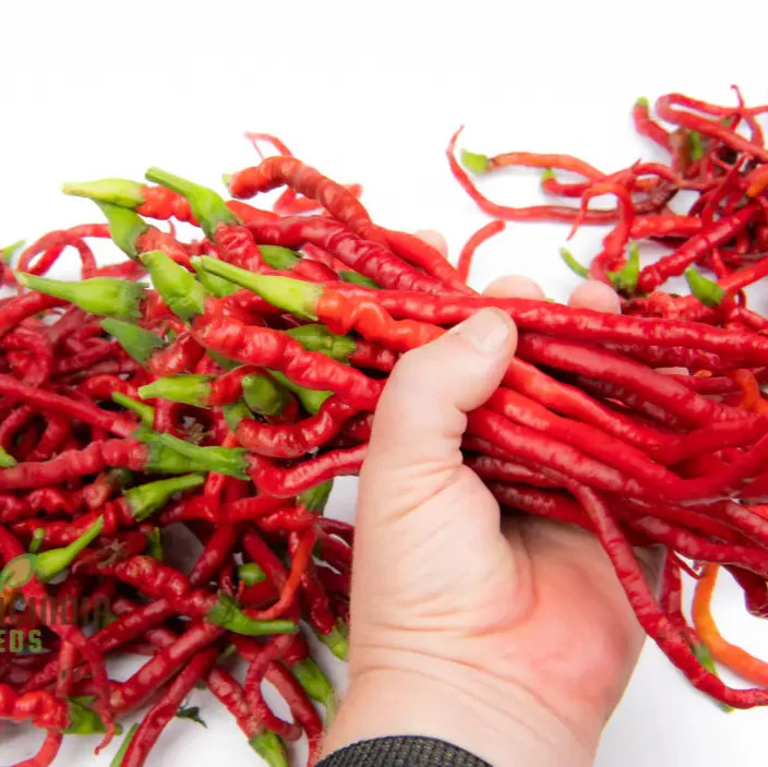 Chilli - Bangalore Whippet's Tail Seeds for Planting and Gardening - Image 3