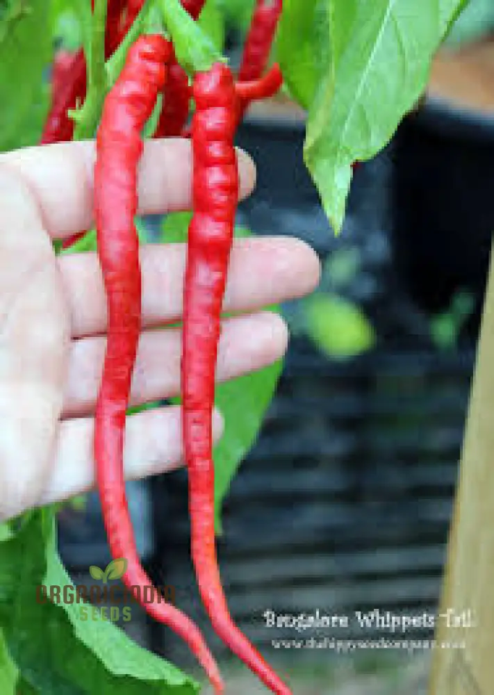 Chilli - Bangalore Whippet's Tail Seeds for Planting and Gardening - Image 4