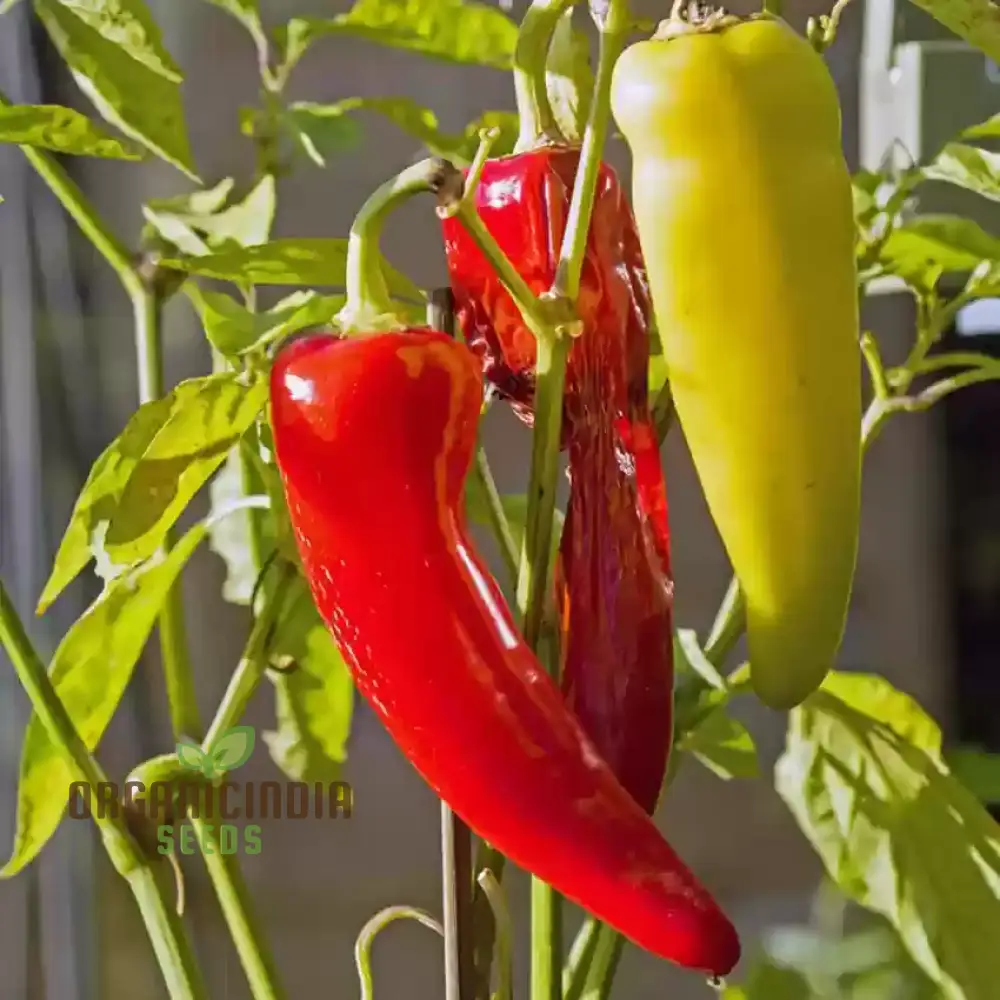 Chilli - Bido Tacana RED Seeds for Planting and Gardening - Organic Seeds - Image 3