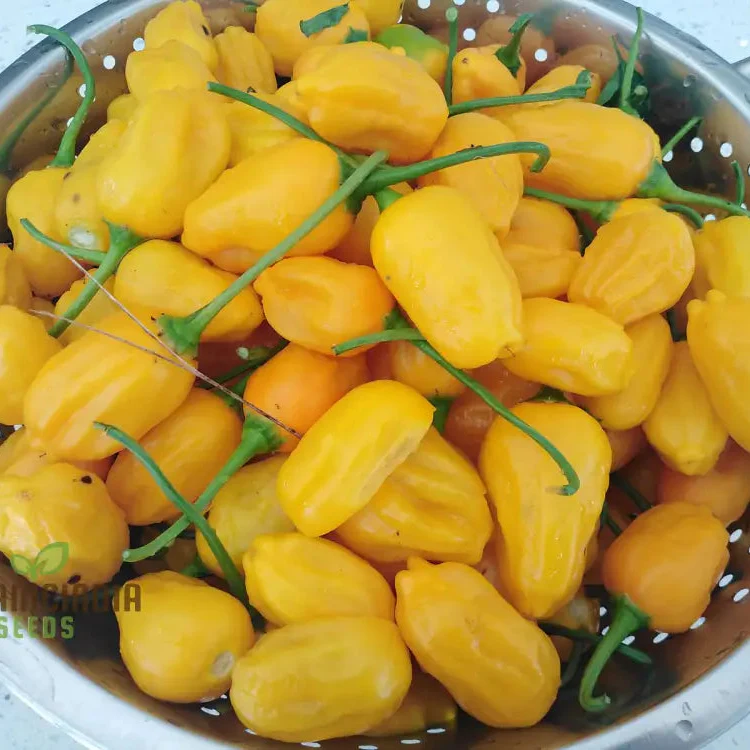 Bido Tacana YELLOW Chilli Seeds for Planting and Gardening Premium Quality Seeds