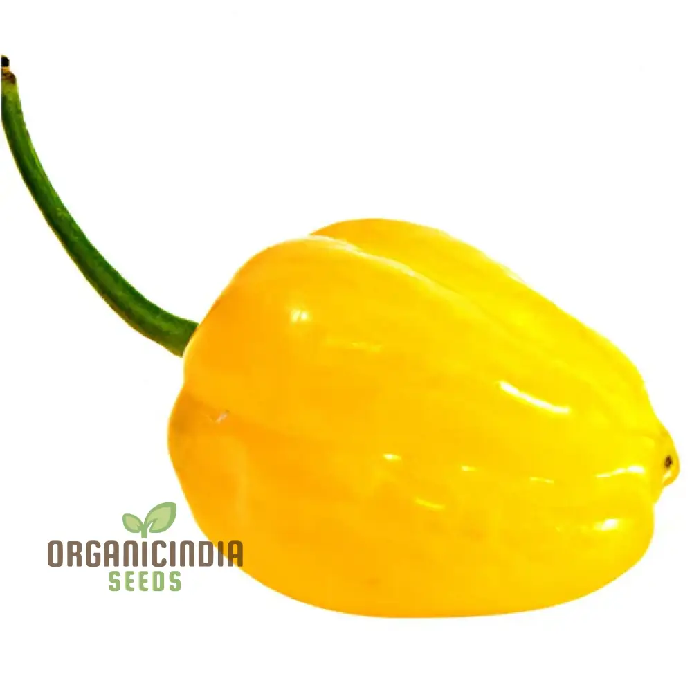 Bido Tacana YELLOW Chilli Seeds for Planting and Gardening Premium Quality Seeds - Image 3