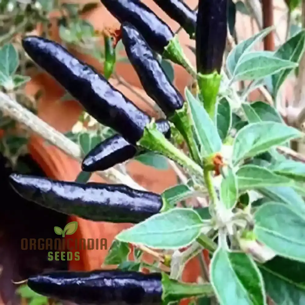 Chilli F1 Hybrid Deep Kali Vegetable Seeds, Comprehensive Planting and Gardening Guide for Vibrant and Spicy Harvests - Image 3