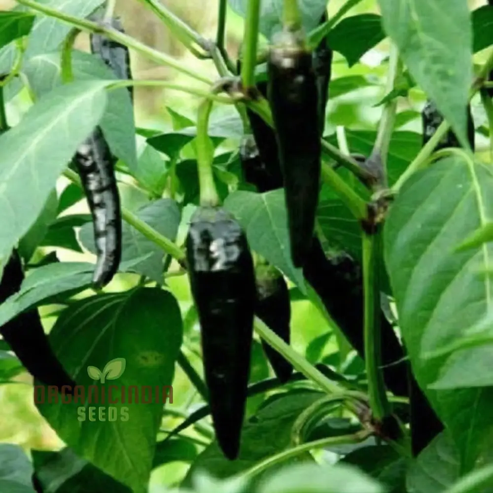 Chilli F1 Hybrid Deep Kali Vegetable Seeds, Comprehensive Planting and Gardening Guide for Vibrant and Spicy Harvests - Image 4