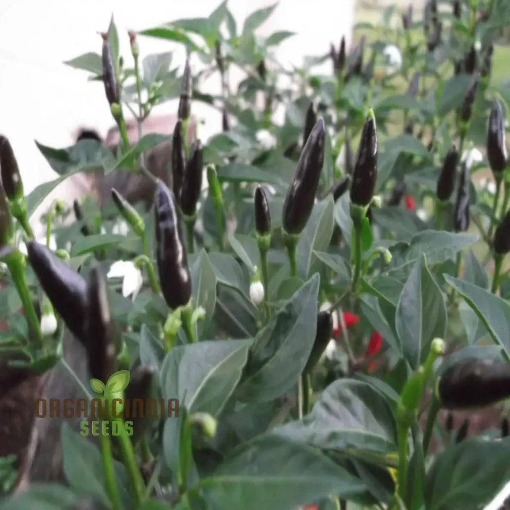 Chilli F1 Hybrid Deep Kali Vegetable Seeds, Comprehensive Planting and Gardening Guide for Vibrant and Spicy Harvests - Image 5