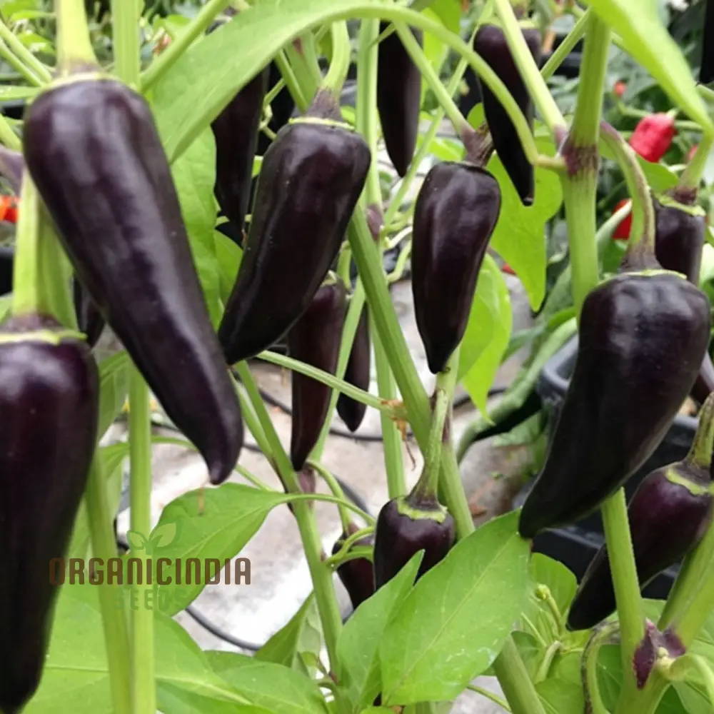 Chilli Gusto Purple Seeds - Grow Vibrant and Flavorful Purple Peppers in Your Garden