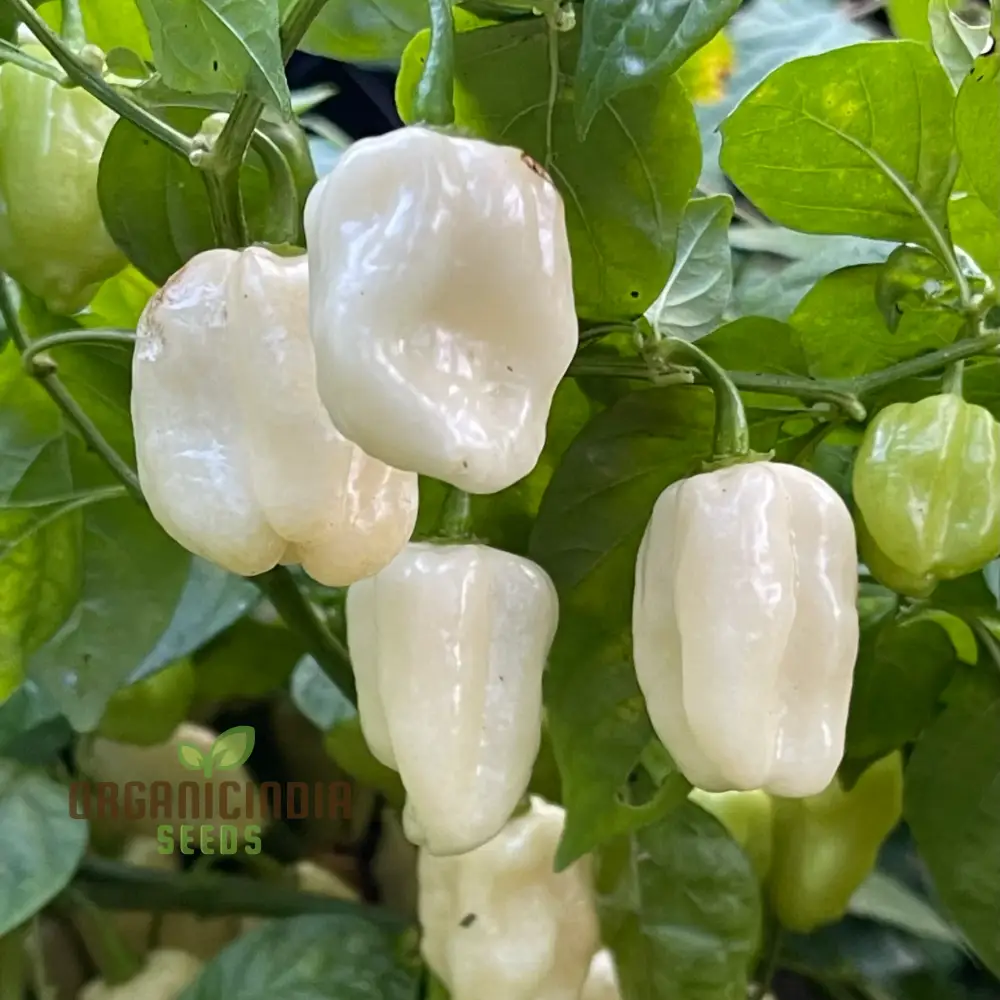 Chilli Habanero White Seeds - Premium Quality for Planting and Gardening