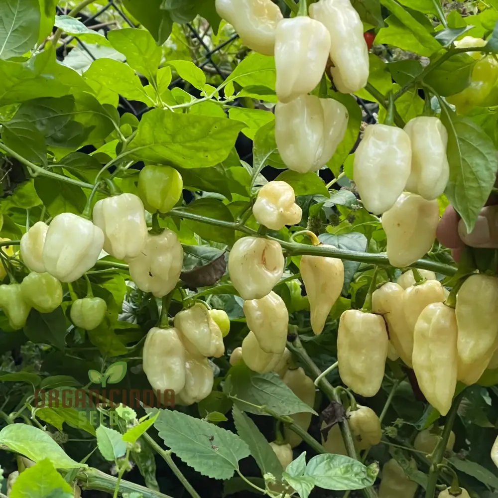 Chilli Habanero White Seeds - Premium Quality for Planting and Gardening - Image 3