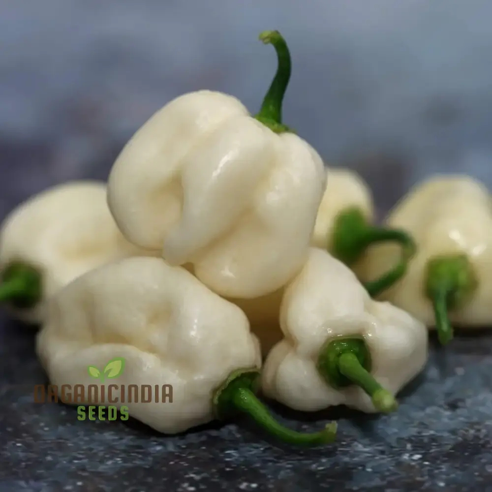 Chilli Habanero White Seeds - Premium Quality for Planting and Gardening - Image 4