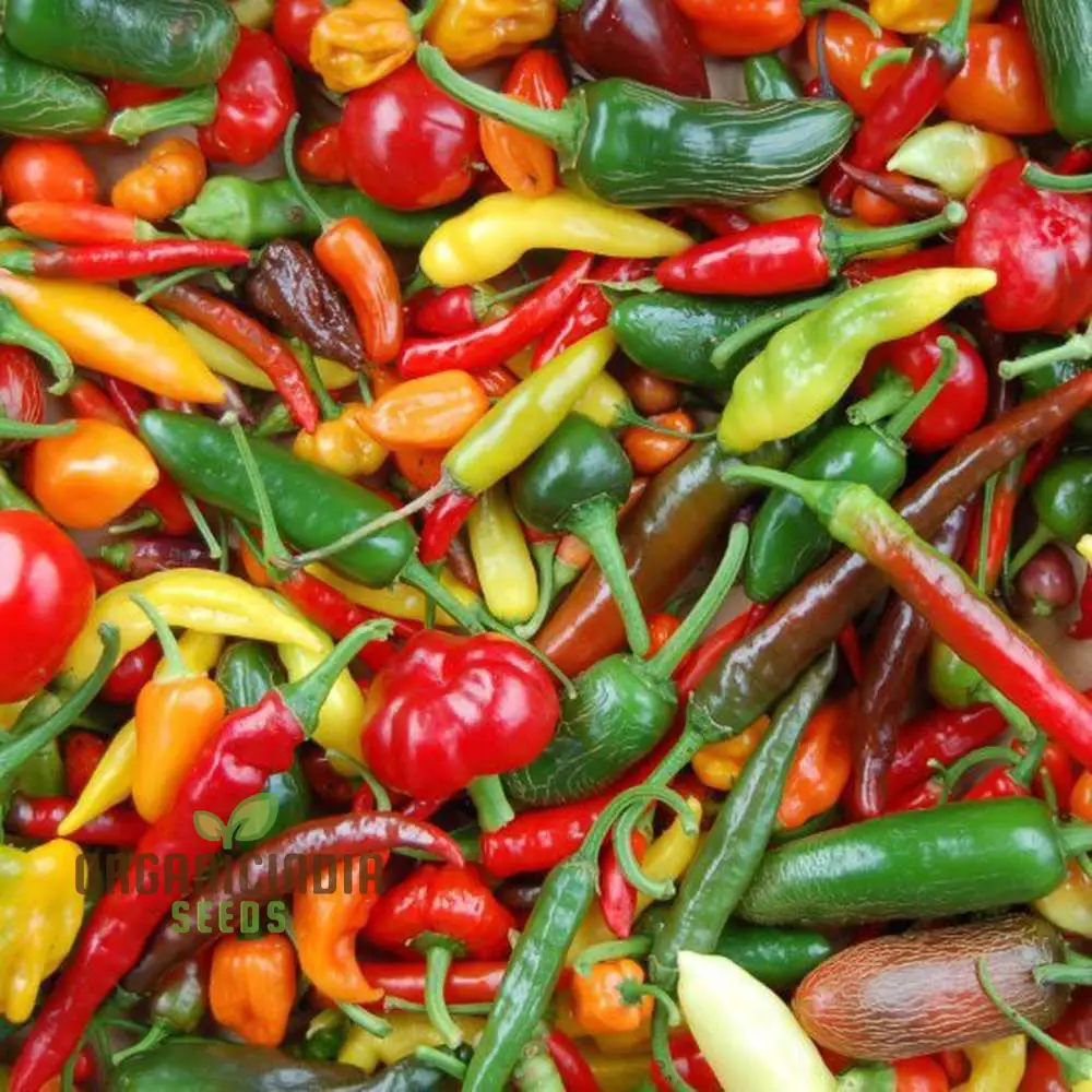 Chilli - Heirloom Mix Seeds for Planting, Premium Quality Seeds for Planting & Gardening