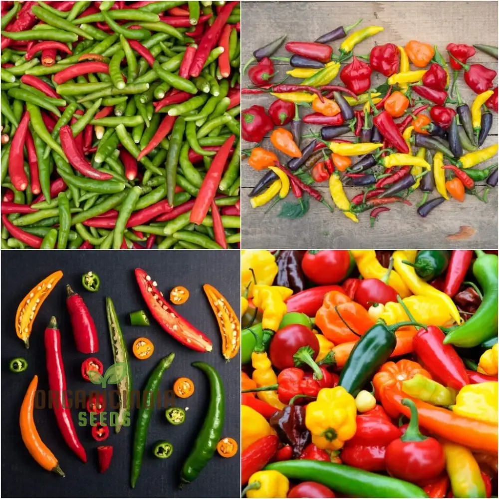 Chilli - Heirloom Mix Seeds for Planting, Premium Quality Seeds for Planting & Gardening - Image 3