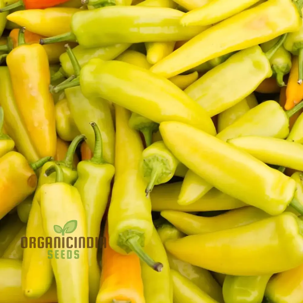 Chilli - Hungarian Yellow Wax Hot Seeds for Planting, Gardening, Premium Quality Seeds