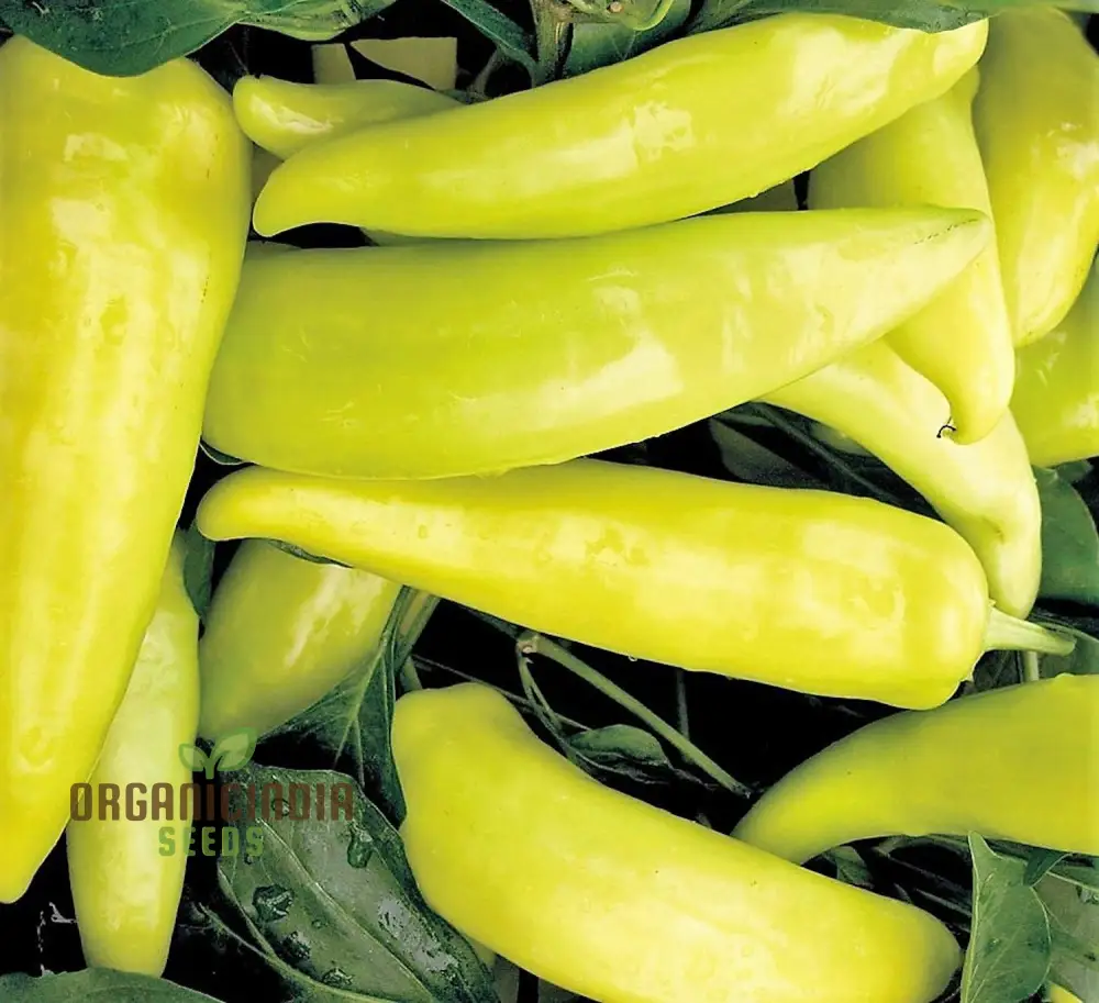 Chilli - Hungarian Yellow Wax Hot Seeds for Planting, Gardening, Premium Quality Seeds - Image 3