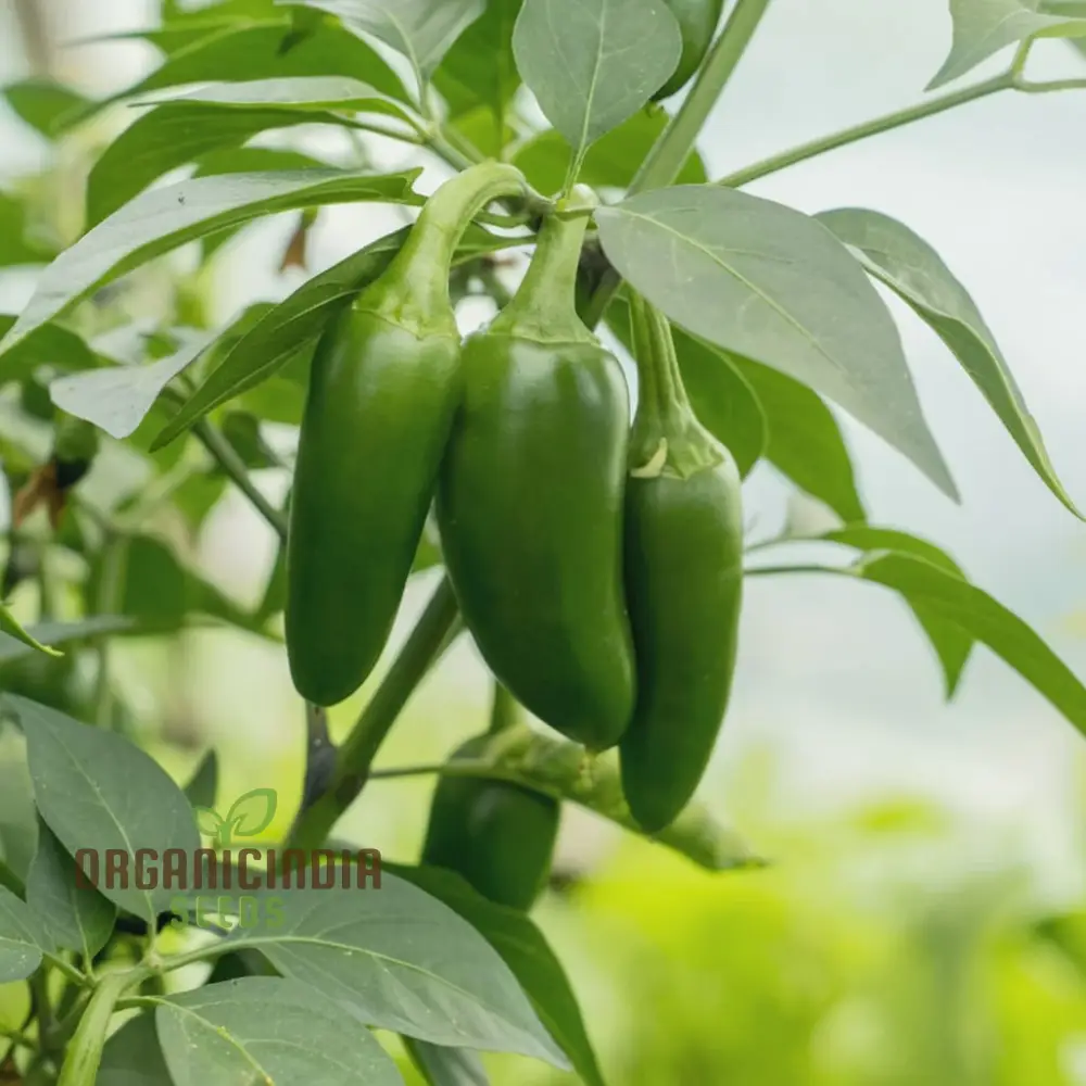 Chilli Jalapeno Seeds - Grow Spicy and Flavorful Jalapeno Peppers in Your Garden