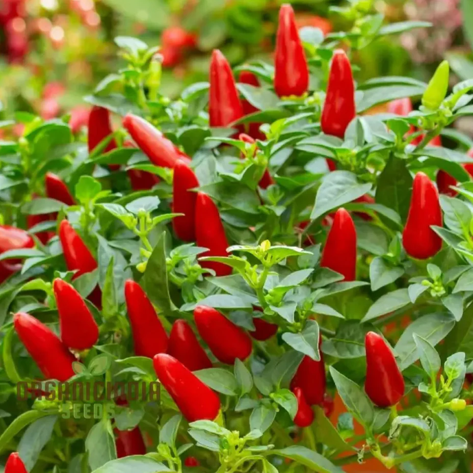 Chilli - Little Hottie F1 Seeds for Planting and Gardening | Premium Quality Seeds