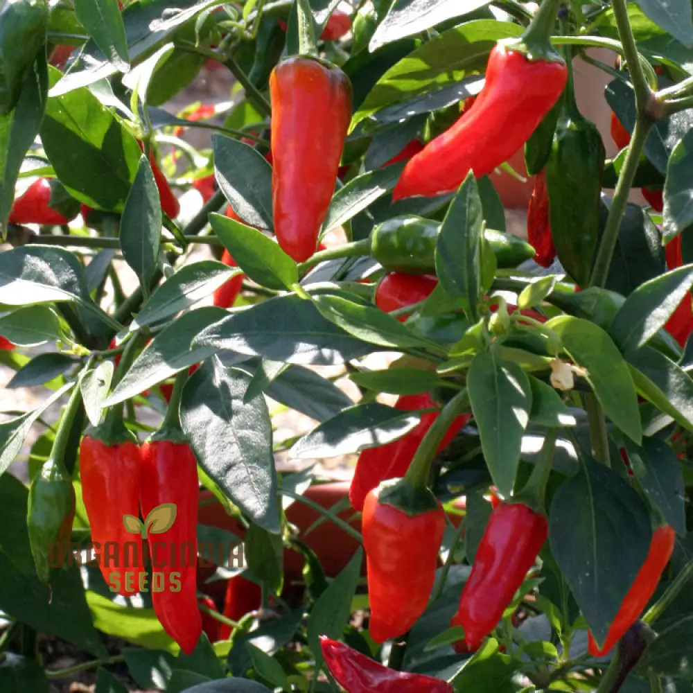 Chilli - Little Hottie F1 Seeds for Planting and Gardening | Premium Quality Seeds - Image 3
