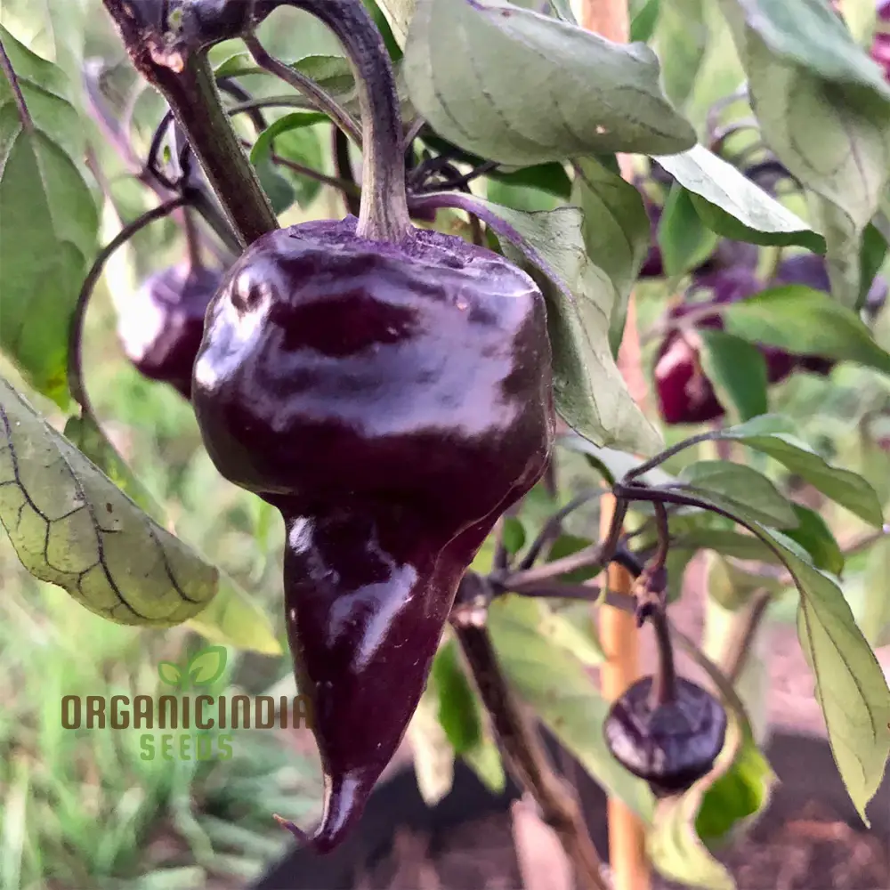 Chilli Pepper - Purple UFO Seeds for Gardening Enthusiasts | Unique Varietal for Spicy Delights