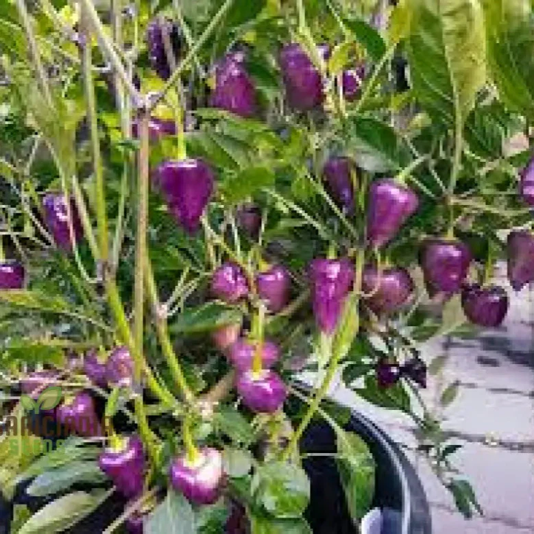 Chilli Pepper - Purple UFO Seeds for Gardening Enthusiasts | Unique Varietal for Spicy Delights - Image 3