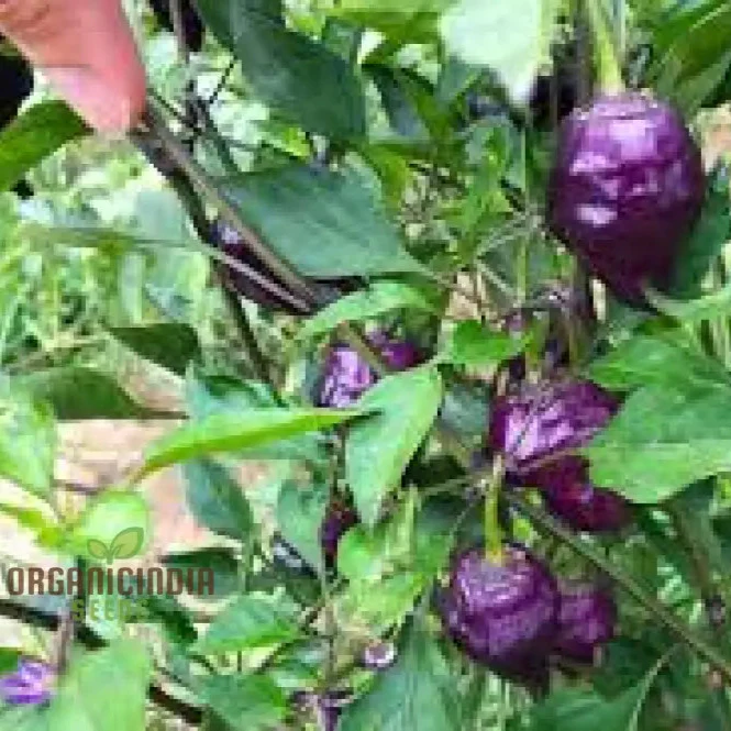 Chilli Pepper - Purple UFO Seeds for Gardening Enthusiasts | Unique Varietal for Spicy Delights - Image 4