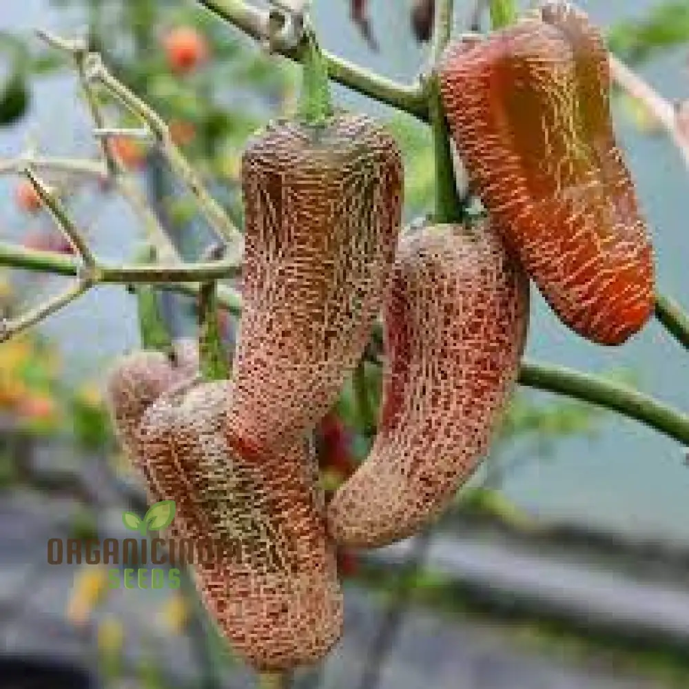 CHILLI PEPPER Seeds - Farmers Market Jalapeno Seeds for Thriving Gardening: Premium Quality, Abundant Harvest, Perfect for Home and Outdoor Planting