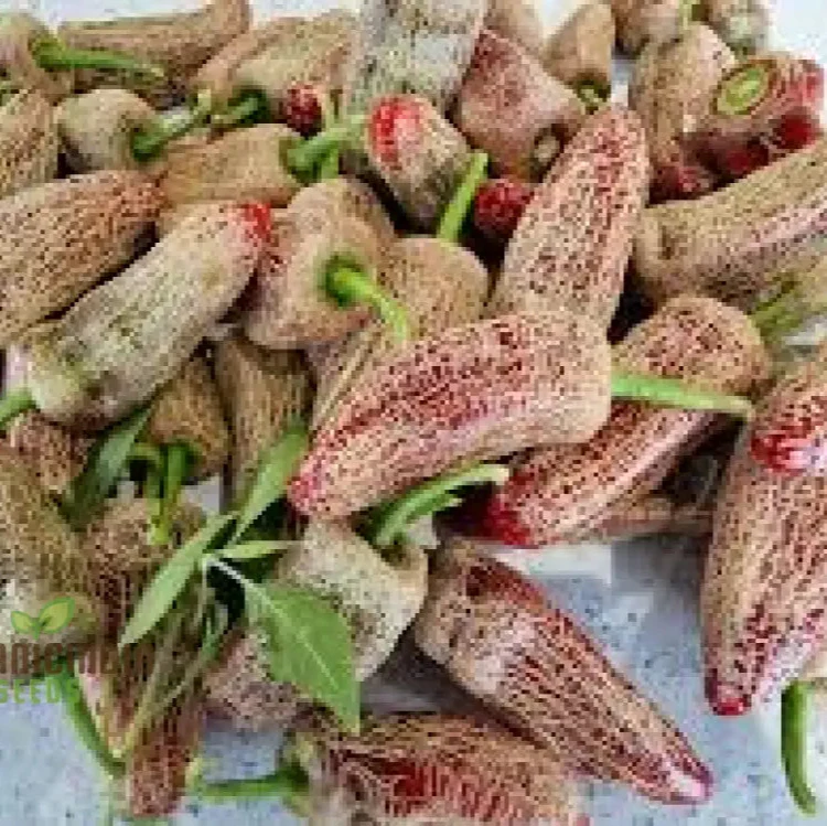 CHILLI PEPPER Seeds - Farmers Market Jalapeno Seeds for Thriving Gardening: Premium Quality, Abundant Harvest, Perfect for Home and Outdoor Planting - Image 3