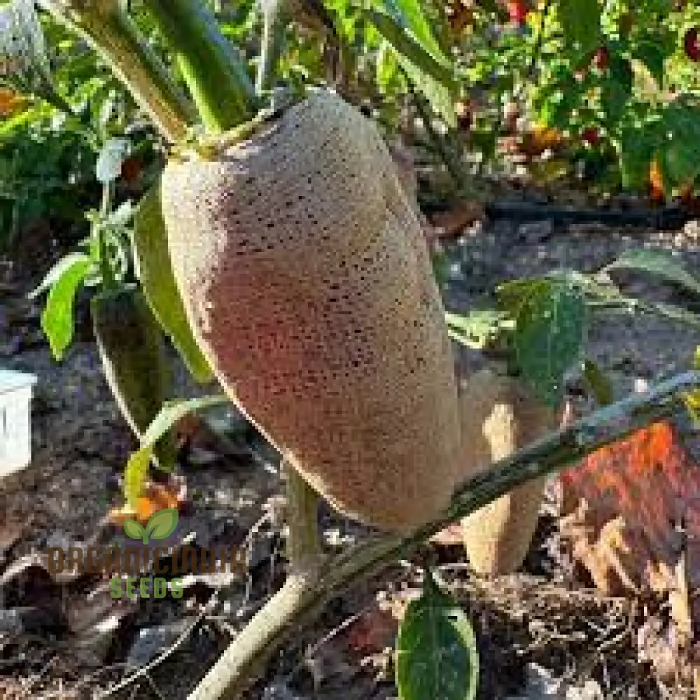 CHILLI PEPPER Seeds - Farmers Market Jalapeno Seeds for Thriving Gardening: Premium Quality, Abundant Harvest, Perfect for Home and Outdoor Planting - Image 4