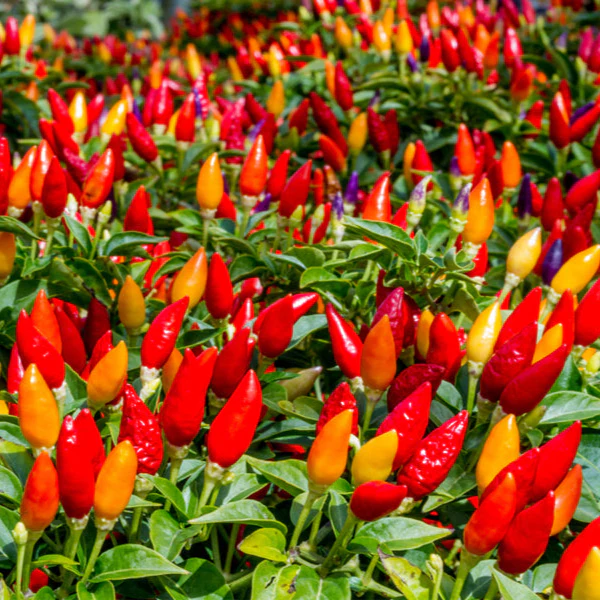 Chilli Santa Fe Grande Seeds for Planting and Gardening Organic Seed Collection - Image 3