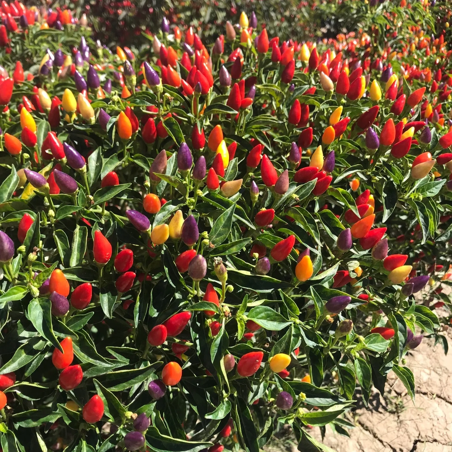 Chilli Santa Fe Grande Seeds for Planting and Gardening Organic Seed Collection - Image 4
